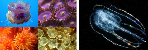 <p>What animals are diploblastic?</p>