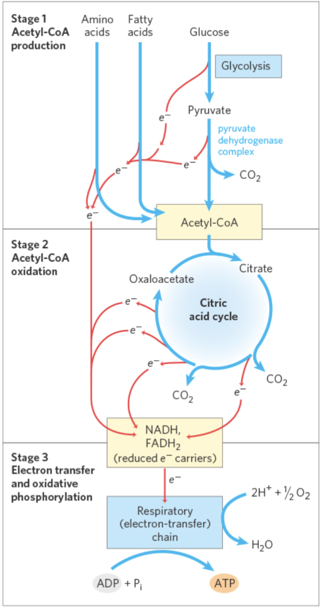 <p>Complete Oxidation of Glucose:</p><p>C 6 H 12 O 6 + 6 O2  6 CO 2 + 6 H 2 O</p><p>ΔGo' = -2,840 kJ/mol</p><p>Glycolysis: ΔG o’ = -85 kJ/mol</p><p>A lot of energy remains in Pyruvate.</p><p>Under aerobic conditions, this</p><p>energy is extracted through the</p><p>Citric Acid Cycle</p>