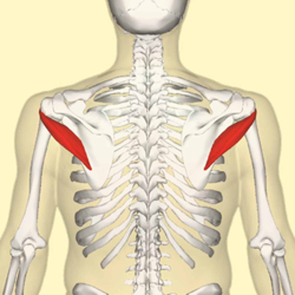 <p>Externally rotates the shoulder joint; provides stability</p>