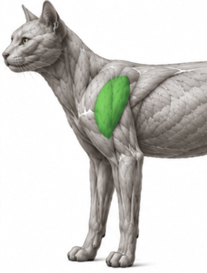 <p>What cat muscle is this?</p>
