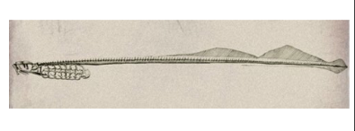 <p>This is the skeleton of a lamprey. It belongs in class ________ and it has a persistent notochord with some _______.</p>