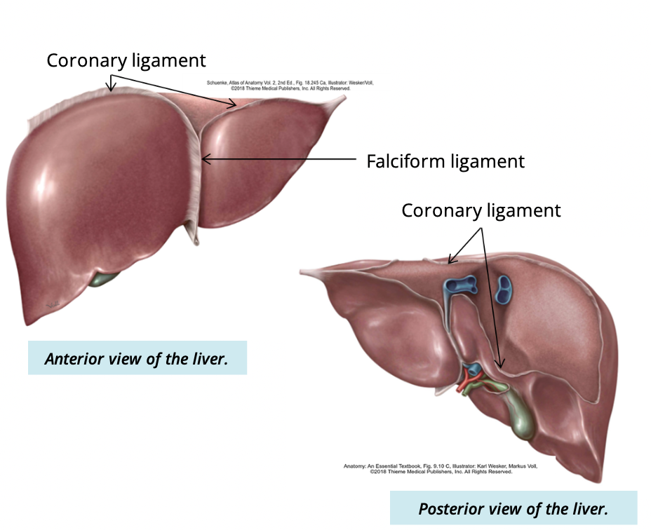 <p>suspends the liver from the inferior surface of the diaphragm </p>