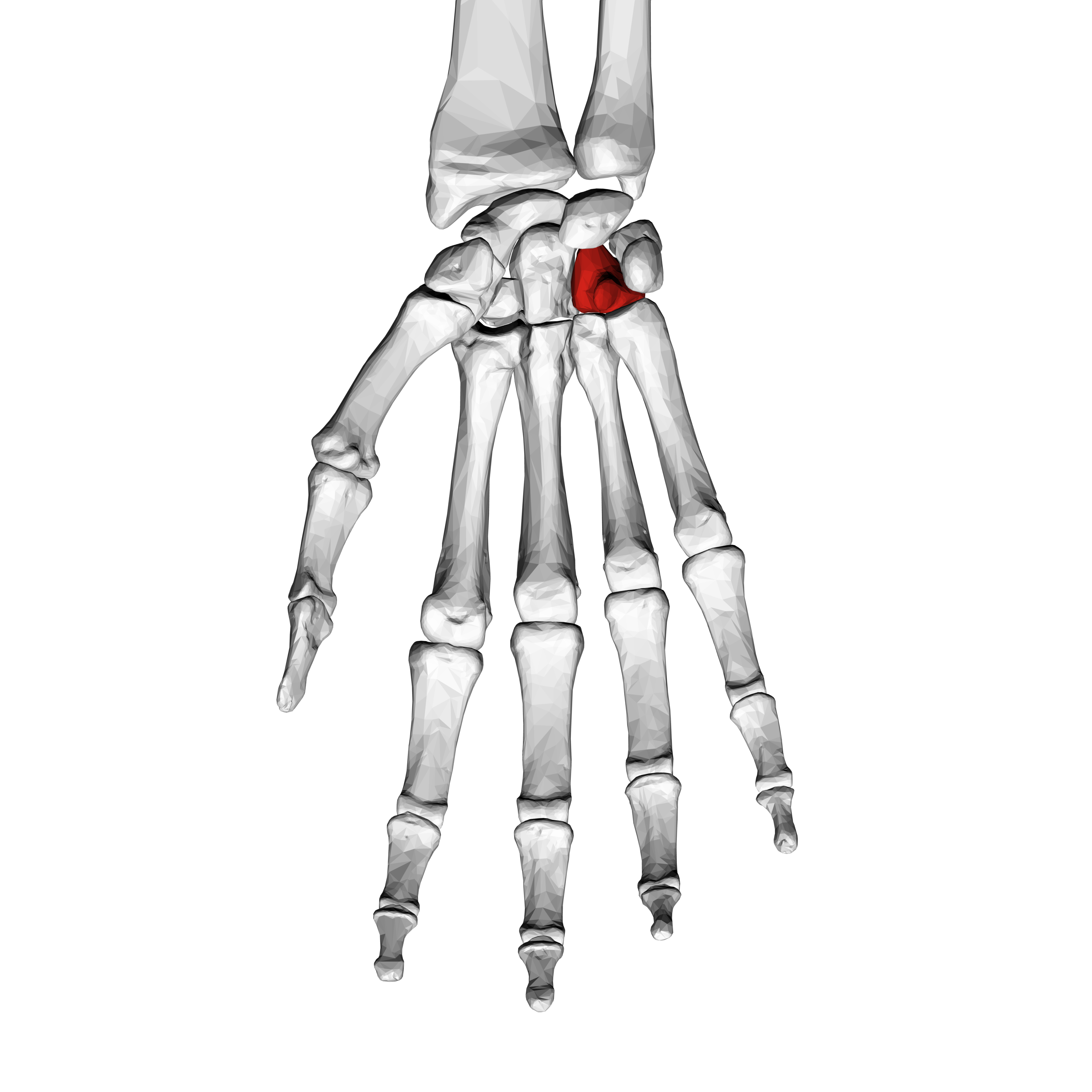 <p>Which carpal bone is this </p>