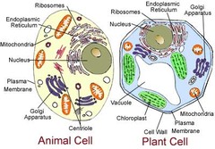 <p>The smallest unit of living matter</p>