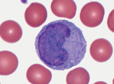 <p>Characteristics of Monocytes </p>