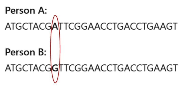 <ul><li><p>A single base change</p></li><li><p>Most common genetic variant</p></li><li><p>3-4 million SNP differences between individuals</p></li></ul><p></p><ul><li><p>Used in ancestry inference</p><ul><li><p>Population-specific SNP patterns</p></li></ul></li><li><p>Can work with fragmented DNA</p></li></ul><p></p>