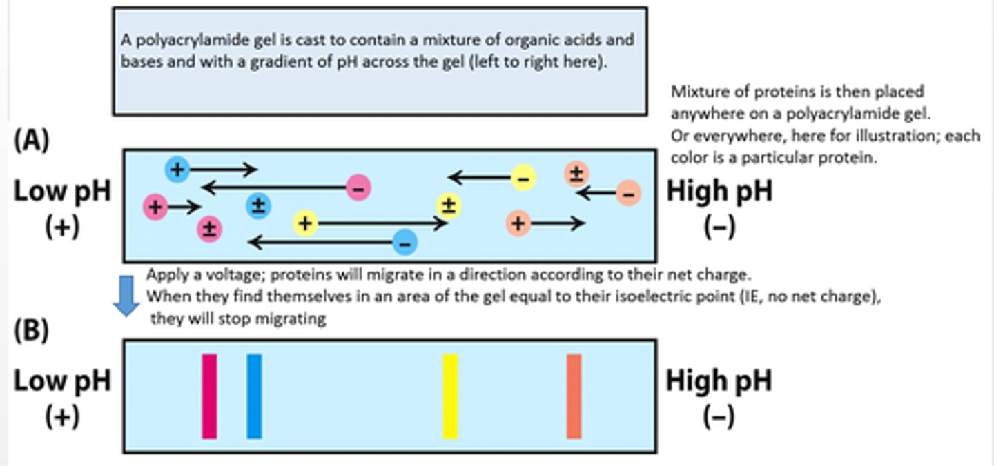 <p>Separation of a protein that exploits the acidic and basic properties of amino acids by separation of a protein based on isoelectric point</p><p>Proteins are placed in a gel with pH gradient</p><p>Electric field is generated and the (acidic gel at the positive anode and basic gel at the negative cathode.)</p><p>Proteins with a positive charge will migrate towards the cathode</p><p>Proteins with a negative charge will migrate towards the anode</p>
