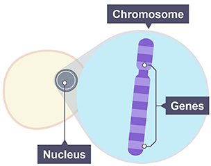 <p><span>short length of DNA found on a chromosome that codes for a particular characteristic or protein</span></p>