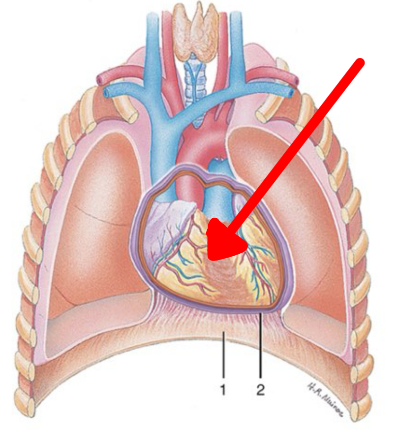<p>Identify the organ the red arrow it pointing to.</p>