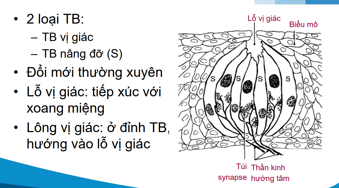 <p>Nụ vị giác có lỗ vị giác do tế bào vị giác và tế bào nâng đỡ tạo thành.</p><p>Các tế bào được đổi mới thường xuyên</p><p>Tế bào vị giác có phần đỉnh biệt hóa tạo các lông vị giác hướng vào lòng lỗ vị giác</p>