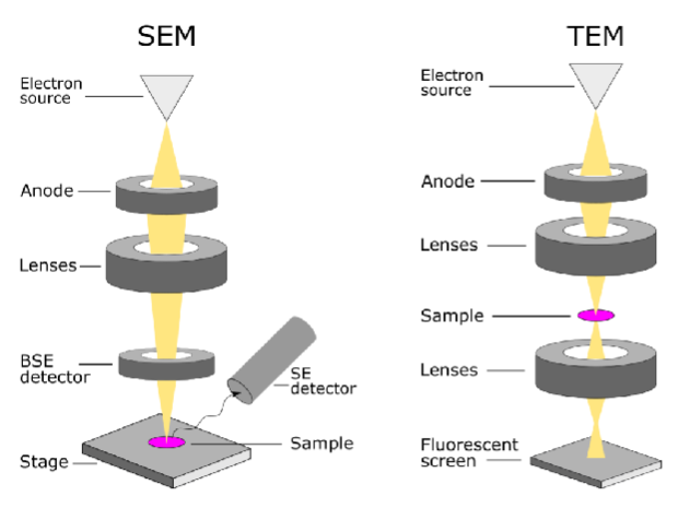 <p>TEM requires thin layers of samples (usually <150nm) for sufficient amounts of electrons to be transmitted , while SEM can be used for full reconstructions</p>