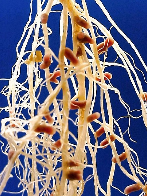 <p>what is this a picture of </p>