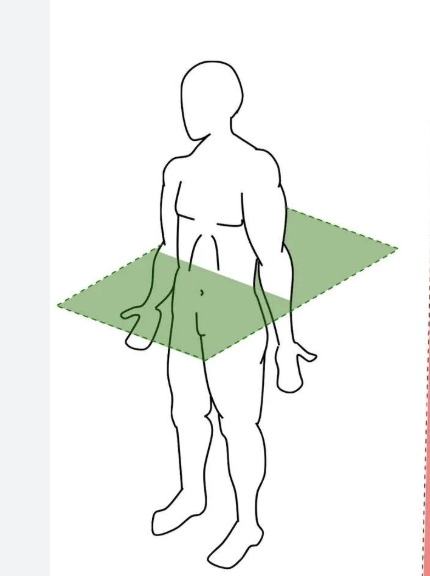 <p>transverse plane</p>