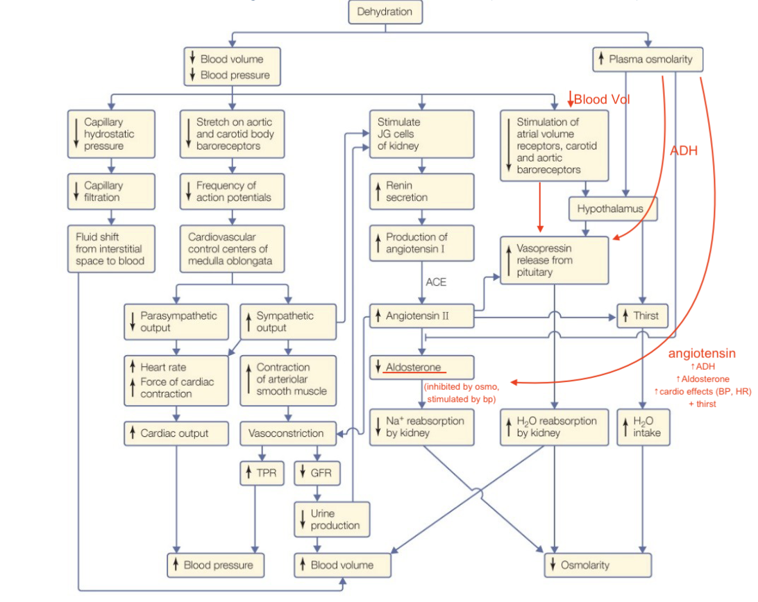 <ul><li><p>↓ blood volume, ↓ blood pressure, ↑ osmolarity</p><ul><li><p>sweating in heat, losing more water than salt</p></li><li><p>vomiting, losing water</p></li><li><p>want an increased ADH to reabsorb water</p></li><li><p>low blood vol says increase aldosterone, high salt says do not increase aldosterone (mixed signals, need a tiebreaker so body prioritizes osmolarity)(if osmolarity gets off, all systems are affected because cells shrink or lyse)</p><ul><li><p>aldosterone will be slightly inhibited</p></li></ul></li></ul></li></ul><p></p>