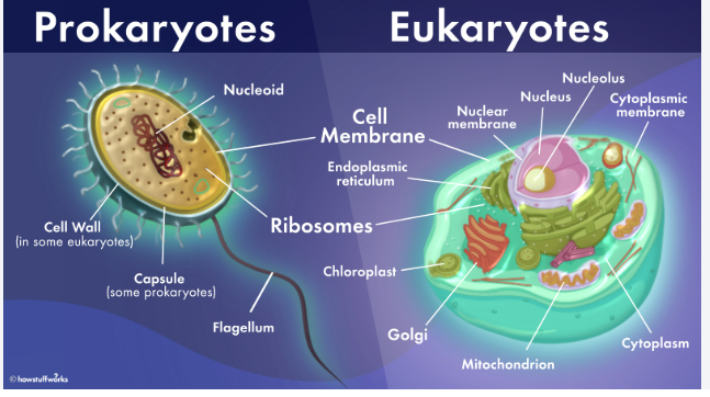 <p>Prokaryotic cells</p>