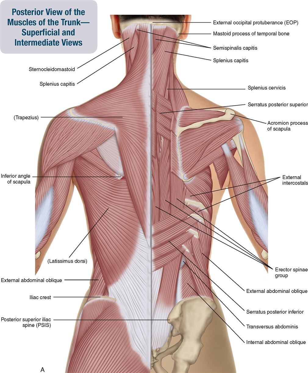 <p>name the 7 posterior muscles </p>