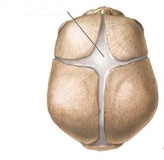 <p>Which structure is indicated on the developing skull?</p>