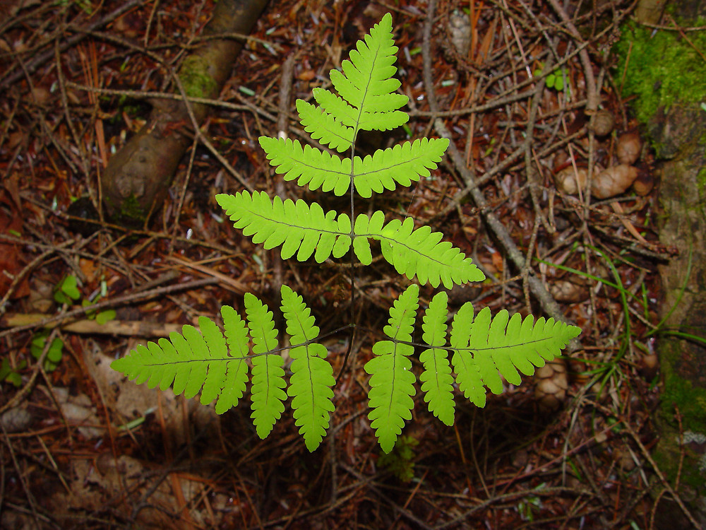 <p>Ekbräken - Gymnocarpium dryopteris </p>