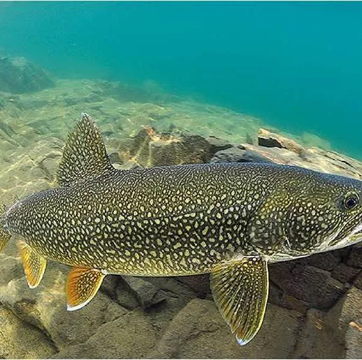 <p>Salvenlinus namaycush</p><p>Blueish-green with light spots</p><p>Deeply forked tail</p><p>White leading edge on fins</p><p>Fins have spots</p>