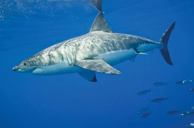 <p>white shark</p>