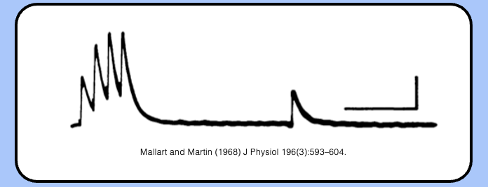 <p>facilitation can be followed by depression, as shown by the graph- example of short-term plasticity</p>