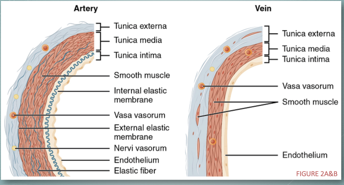 <p>regulates blood pressure and flow</p><ul><li><p>contraction = vasoconstriction, increasing BP</p></li><li><p>relaxation = vasodilation, decreasing BP</p></li></ul><p>smooth muscle with connective elastic fibers, collagen fibres for flexibility</p><p><strong>artery: </strong>thickest layer, many elastic fibers</p><p><strong>veins:</strong> thinner than tunica externa, more collagen</p><p><strong>capillary</strong>: does not exist</p>