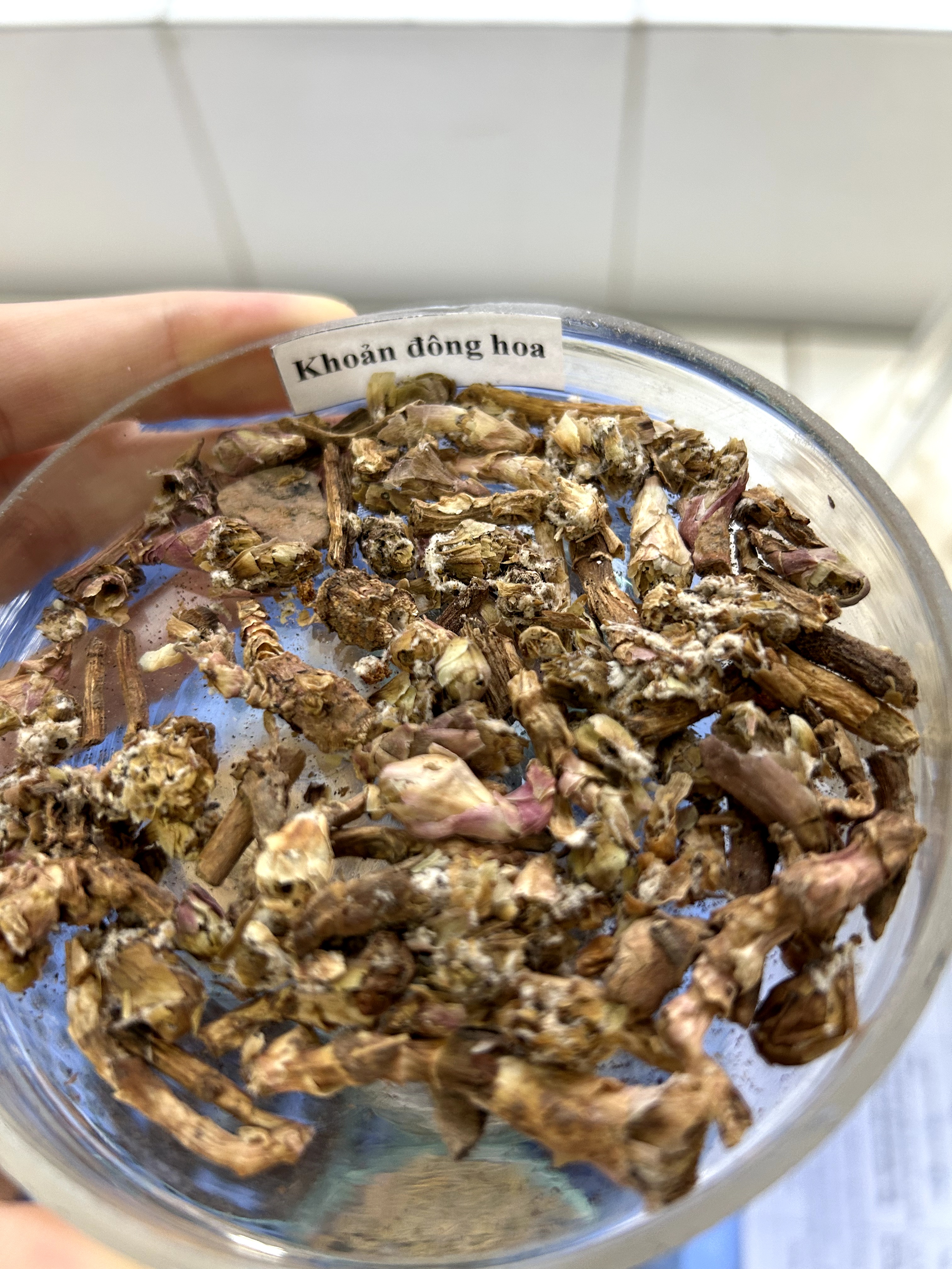 <p>khoản đông hoa</p>