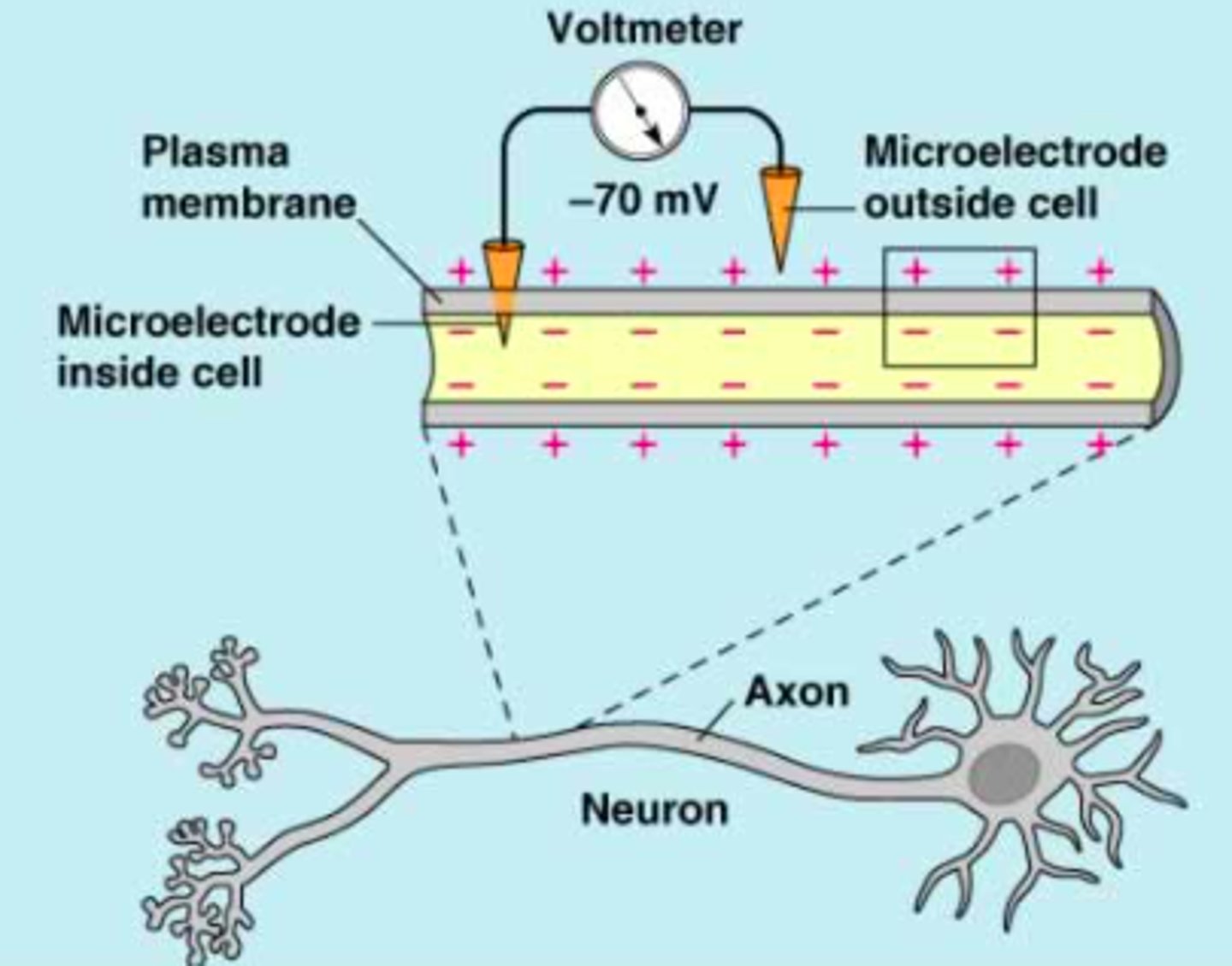 <p>electrical difference across the membrane</p>