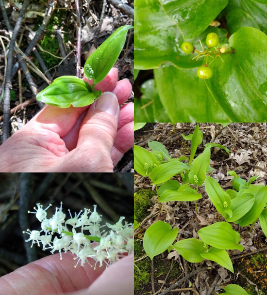 <p><em>Maianthemum canadense</em></p>