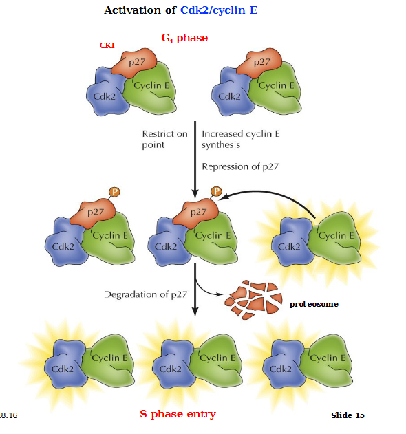 <p>In the G1 phase, CKI p27 inhibits Cyclin E and Cadk2 complexes. Passage through the restriction point induces the synthesis of Cyclin E via activation of E2F. Growth factor signaling inhibits synthesis of p27. Cdk2 becomes activated, it phosphorylates and targets p27 for degradation, resulting in further activation of Cdk2/CycE complexes. This allows for progression into the S phase</p><p>Cdk2/CycE also inhibits ubiquitin ligase, preventing cyclin E degradation</p>