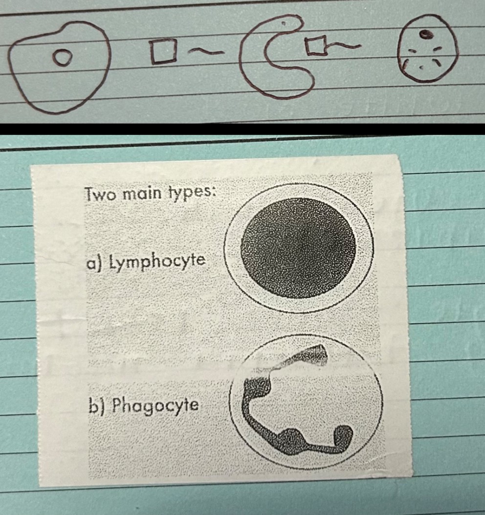 <ul><li><p>White blood cells helps your body defend against pathogens</p></li><li><p>Lymphocyte - make antibodies</p></li><li><p>Phagocyte - goes round eating bacteria in the body</p></li><li><p>Have a nucleus</p></li></ul><p></p>