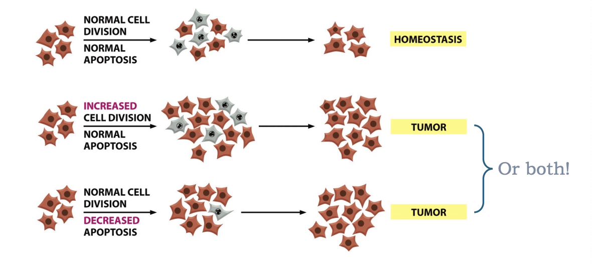 <p>normal balance between cell division and apoptosis is disrupted</p>