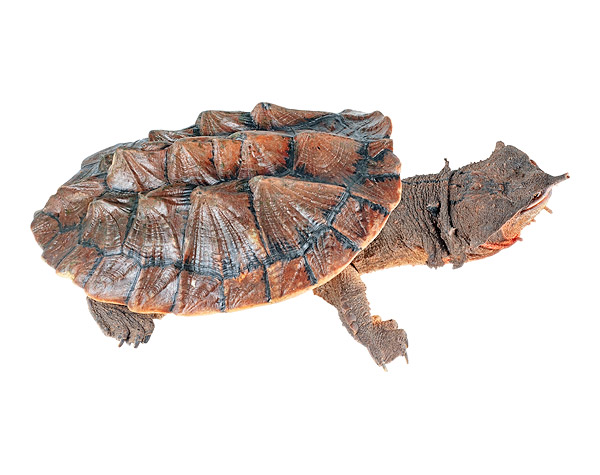 <p>Chelus fimbriatus</p><ul><li><p>Family Chelidae</p></li><li><p>Suborder Pleurodyra</p></li><li><p>Order Chelonia</p></li></ul><p></p>