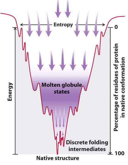 <ul><li><p>The free energy surface resembles a <strong>funnel</strong>.</p></li><li><p>The <strong>native state</strong> is at the <strong>bottom of the funnel</strong>, representing the most stable conformation.</p></li><li><p>This is <strong>not like a soup plate</strong>, which would imply multiple low-energy states.</p></li><li><p>Steep free energy surface ensures stability by making it difficult for the protein to unfold or adopt alternative conformations (protects native state)</p></li></ul><p></p>