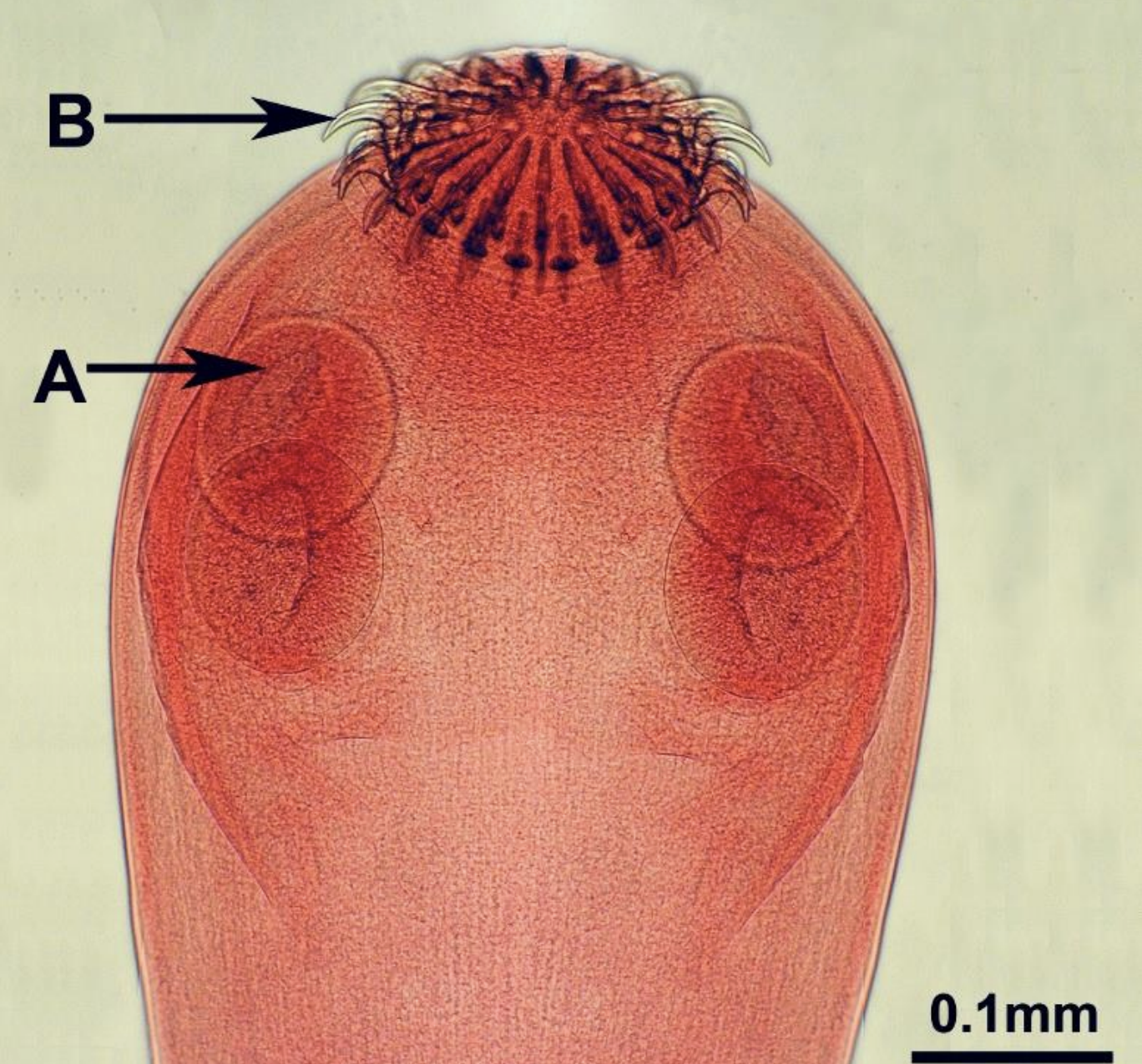<p>name the species? </p>