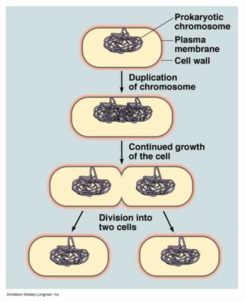 <p>type of asexual reproduction in which an organism replicates its DNA and divides in half, producing two identical daughter cells</p>