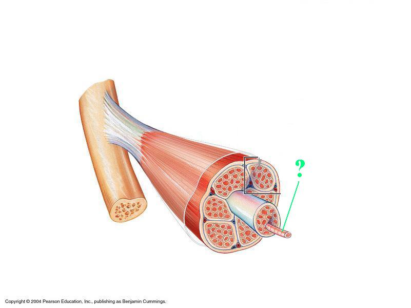 <p>Identify the indicated layer of connective tissue </p>