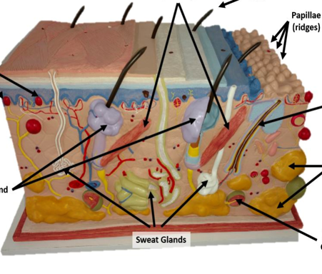 <p>Label the skin model and what do the red and green dots indicate?</p>