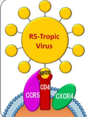<p>What type of cell does this HIV target?</p>