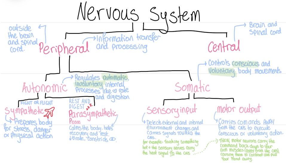 <p>Controls <strong>conscious </strong>and <strong>voluntary</strong> body movements.<br>Divided between<strong> sensory input </strong>and<strong> motor output. </strong><br>They comprise the nerves that connect the brain to the major muscles and sensory systems of the body.<br><br>The sensory output carries signals towards the CNS (in the brain), and the motor output carries signals away from the CNS  towards the related muscles.</p>