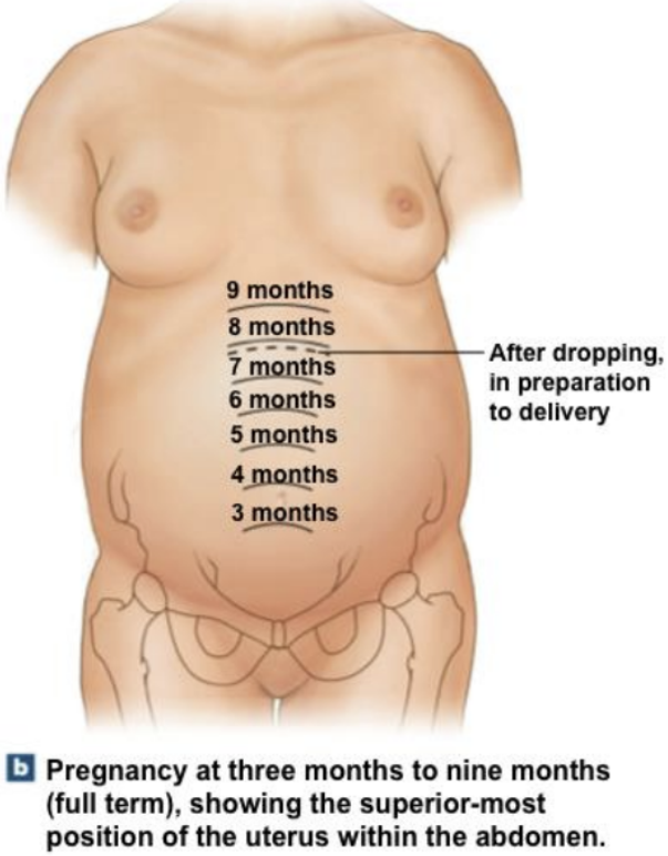 <p>Third Trimester involves</p>