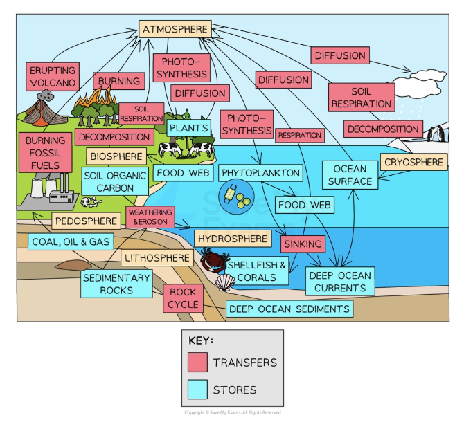 knowt flashcard image