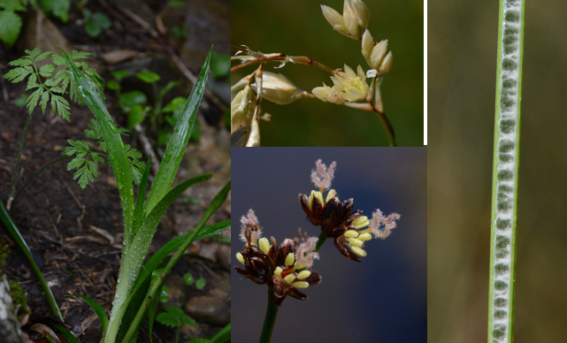 <ul><li><p><span>Kruidachtige planten</span></p></li><li><p style="text-align: left;"><span>Bladeren verspreid of in rozet (pollen), <em><u>rolrond (Juncus) of vlak (Luzula)</u></em>, lijnvormig, <em><u>grasachtig </u></em>uitzicht</span></p></li><li><p style="text-align: left;"><span>Bloeiwijze een (soms samengetrokken) pluim</span></p></li><li><p style="text-align: left;"><span><em><u>Bloemen klein, groenig of bruin, tweeslachtig, straalsgewijs symmetrisch, meestal 6 tepalen (2 kransen), vrij</u></em></span></p></li><li><p style="text-align: left;"><span>Meeldraden 6 (soms 3)</span></p></li><li><p style="text-align: left;"><span>Stamper:</span></p><ul><li><p style="text-align: left;"><span> 3 vruchtbladen, vergroeid, bovenstandig, <em><u>1 stijl met 3 stempels</u></em></span></p></li></ul></li><li><p style="text-align: left;"><span><em><u>doosvrucht</u></em></span></p></li></ul><p></p>