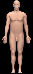 <p>Cheek</p>