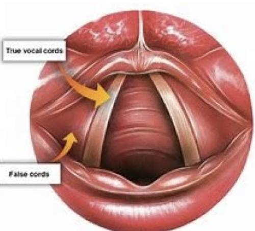 <p>False vocal folds </p>