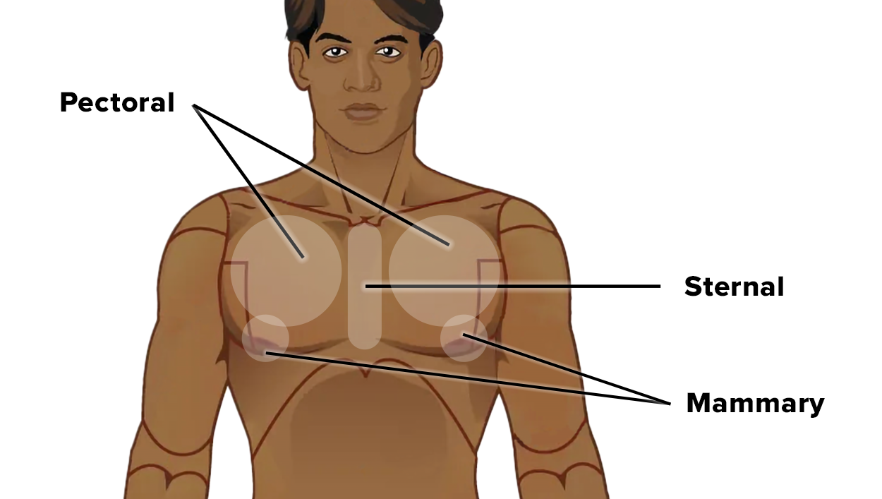<p>The Pecs </p>