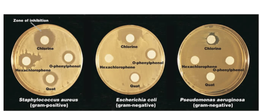 <p>Kirby-Bauer Antibiotic Sensitivity Test</p>