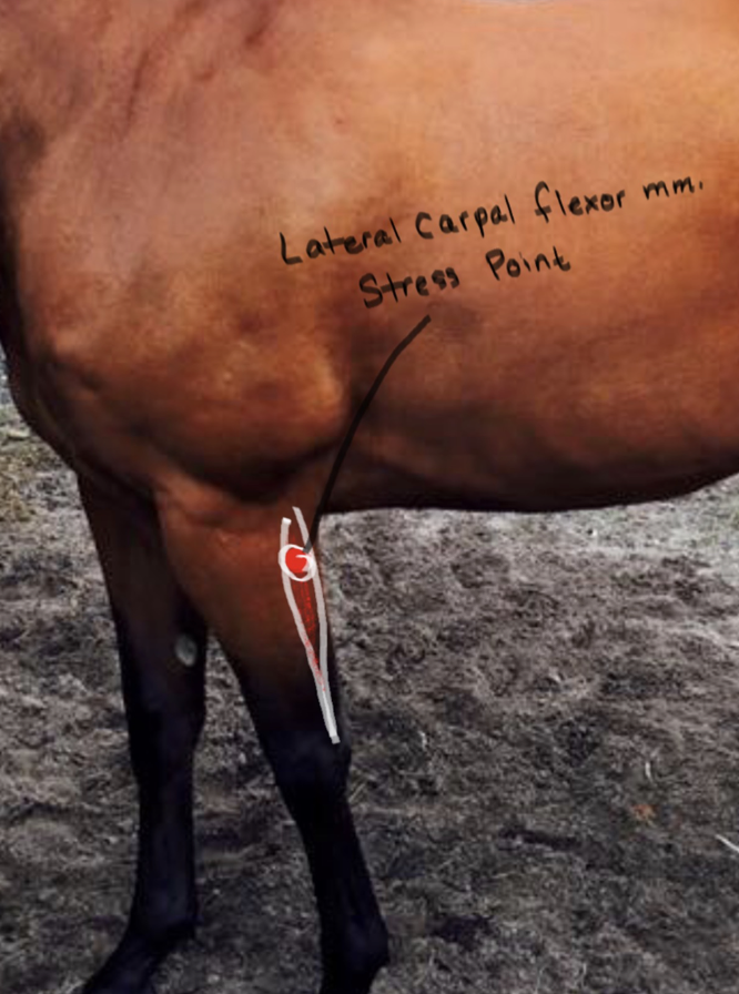<p>Lateral Carpal Flexor muscle; Contraction of fetlock joint. </p>