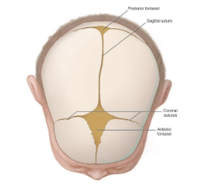 <p>When do cranial bones begin ossifying?</p>