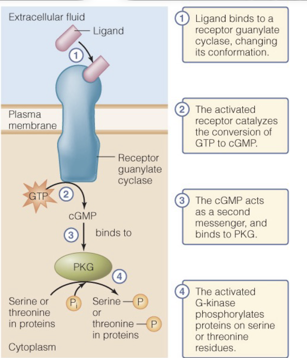<p>In a guanylate cyclase, a ligand will bind the ligand-binding domain changing the conformation of the receptor.</p><p>This activated receptor then acts as a catalyst for the conversion of GTP to cGMP</p><p>The cGMP is a secondary messenger which binds to and triggers PKG to become activated and in turn begin phosphorylating serine or threonine residues in proteins, activating these proteins. </p>